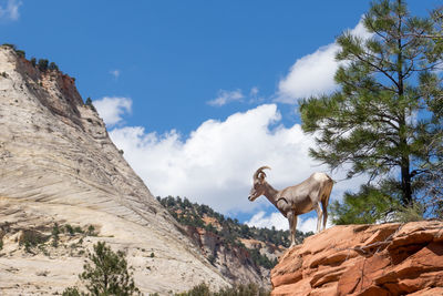 Low angle view of giraffe on mountain against sky