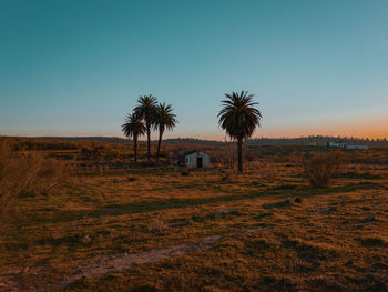 Palm trees on field against clear sky