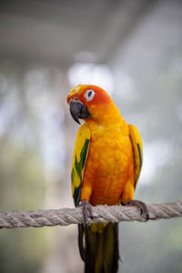 Close-up of parrot perching on branch