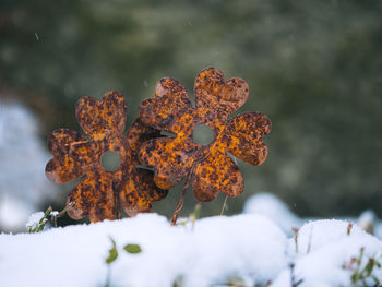 Close-up of snow on plant during winter