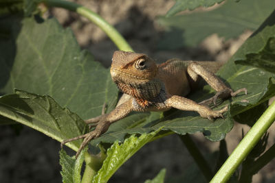 Close-up of lizard on plant