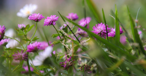 Close-up of pink flowering plants on field