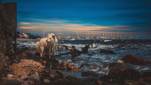 Scenic view of sea against sky during sunset