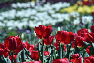 Close-up of red tulips