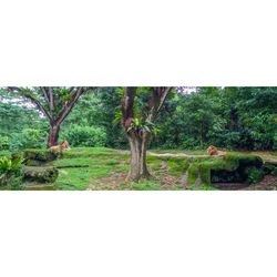 Trees growing on landscape