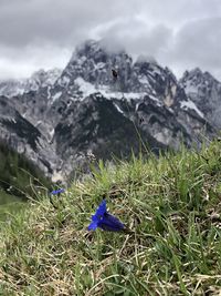 Blue flower on field