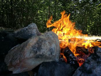 Close-up of bonfire in forest