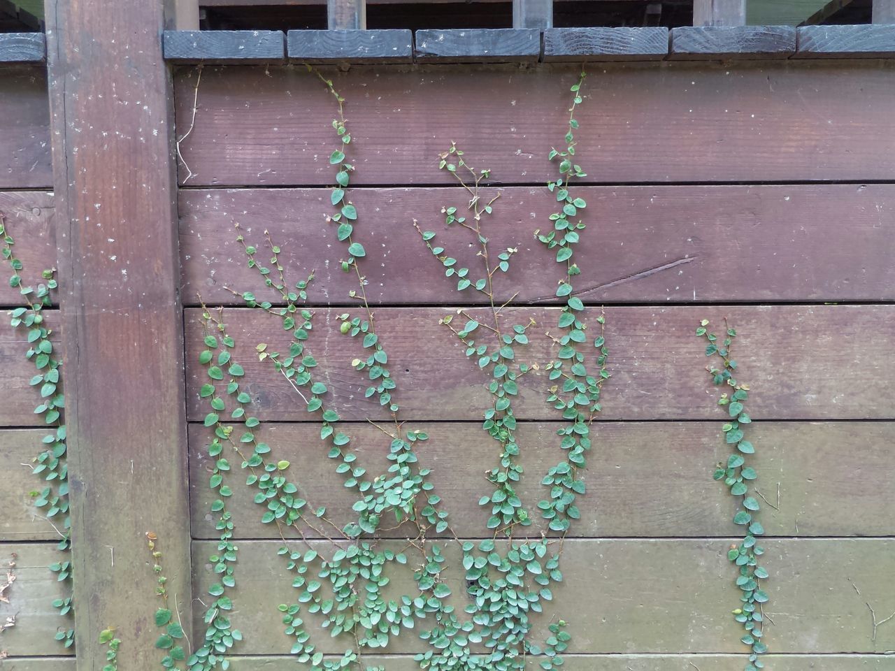 FULL FRAME SHOT OF IVY ON WALL