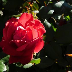 Close-up of red rose