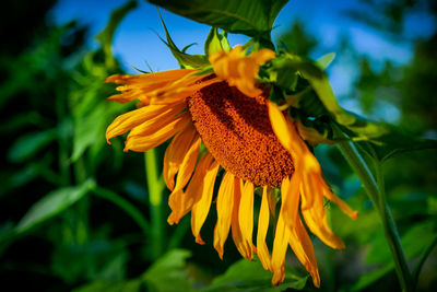 Close-up of yellow sunflower