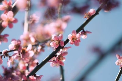 Close-up of pink cherry blossom