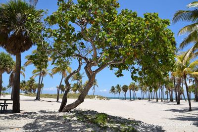 Trees on beach against clear sky