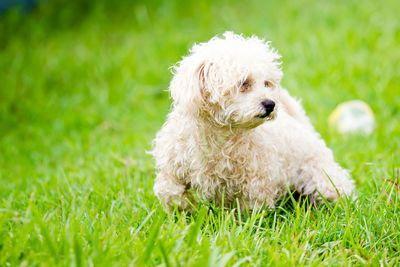 Small dog in field