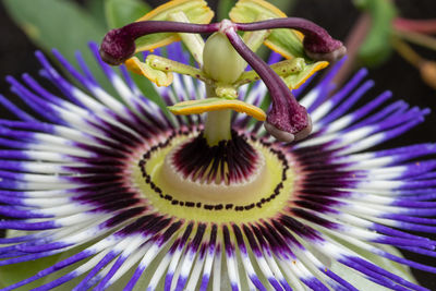 Close-up of purple flowering plant