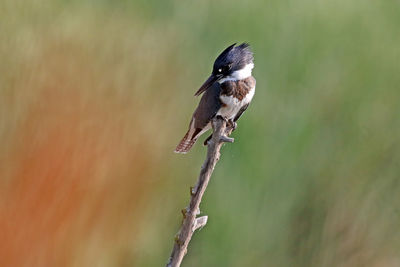 Kingfisher perching on stick