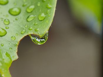 Close-up of raindrops on leaves