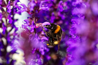 Honey bee pollinating on purple flower
