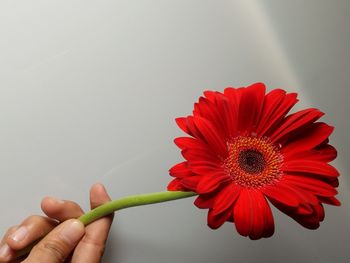 Close-up of hand holding red flower