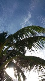 Low angle view of palm tree against sky