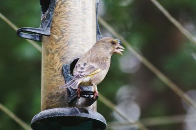 Close-up of sparrow feeding from bird feeder