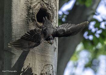 Low angle view of bird flying