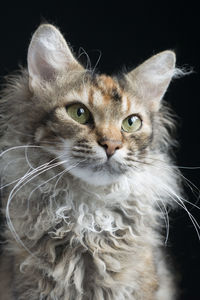 Close-up portrait of cat