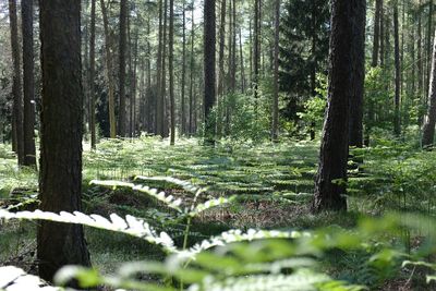 Trees in forest