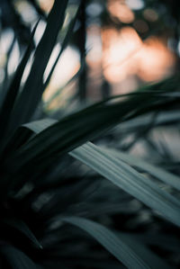 Close-up of plant growing outdoors