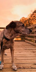 Dog standing on wood against sky during sunset