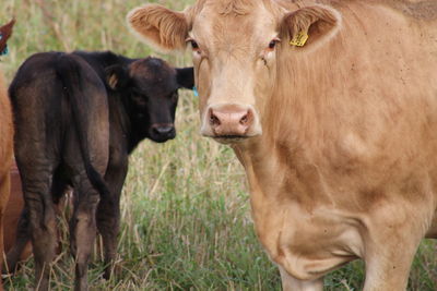 Portrait of cows at farm