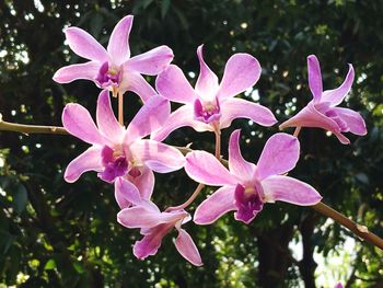 Close-up of pink flowers