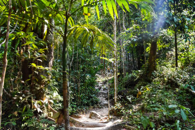 Trees growing in forest