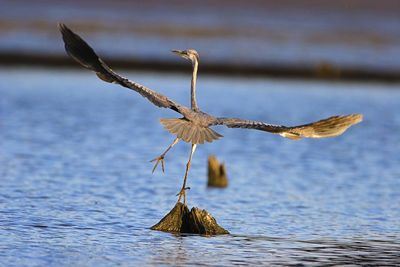 Seagull flying over sea