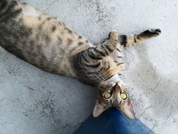 High angle view of cat resting on floor