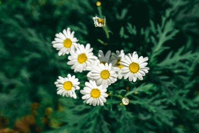 Close-up of white daisy flowers