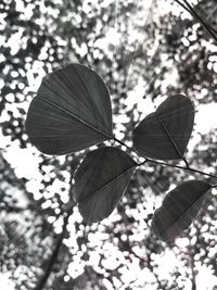 Close-up of leaves on leaf