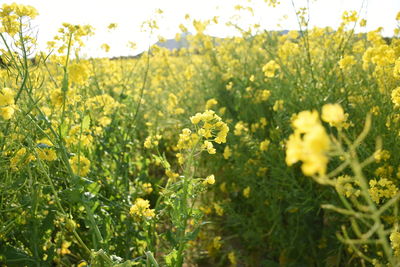 Scenic view of oilseed rape field