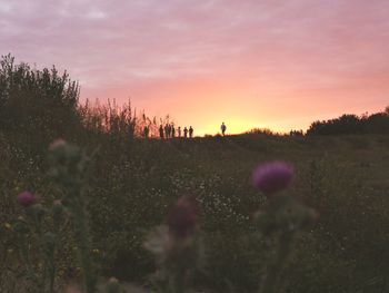 Plants on field against sky during sunset