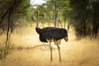 Ostrich in the african savannah during a off-road safari adventure in namibia