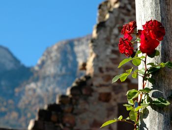 Close-up of red flower against sky