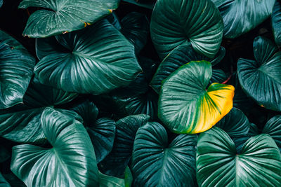 Full frame shot of leaves