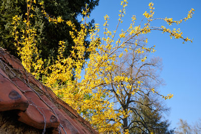 Low angle view of flowering tree against sky