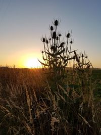 Close-up of silhouette plants on field against sky at sunset