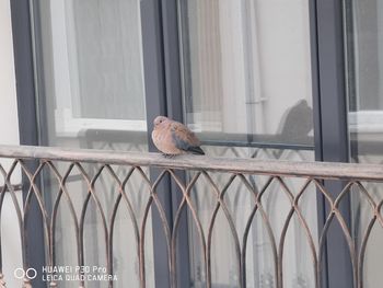 View of bird perching on window