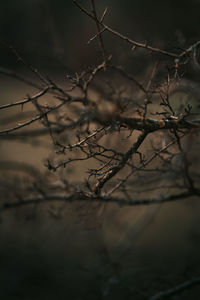Close-up of bare tree branch
