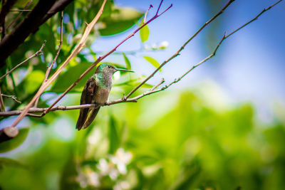 Low angle view of bird perching on tree