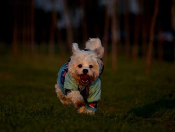 Portrait of dog running on field