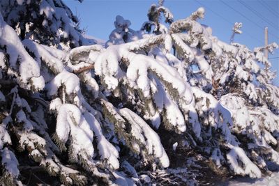 Low angle view of snowcapped trees against sky