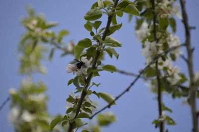 Low angle view of leaves on tree