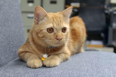 Close-up of cute cat sitting on seat